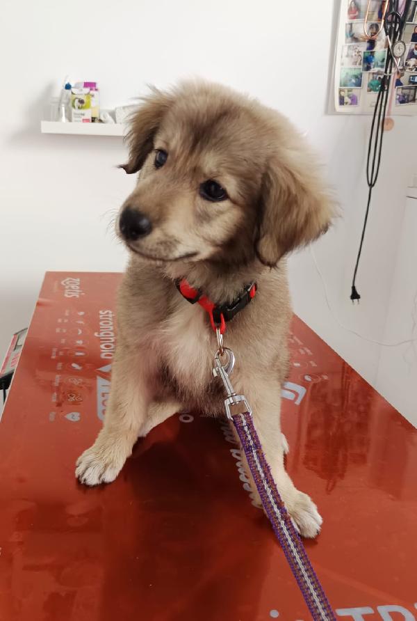 Lyuba, cucciola 2 mesi e mezzo Foto 4